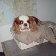 Cavalier king charles spaniel Jarger