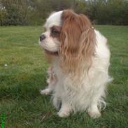Cavalier king charles spaniel Jarger