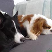 Cavalier king charles spaniel Jarger