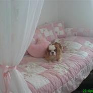 Cavalier king charles spaniel Jarger