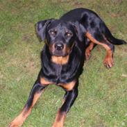 Rottweiler Rocco