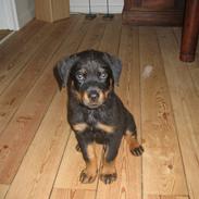 Rottweiler Rocco