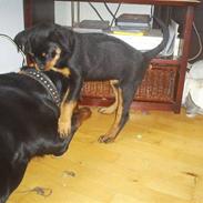 Rottweiler Shanti *R.I.P*