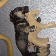 Gravhund Snoopy - SOLGT