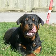 Rottweiler Walter