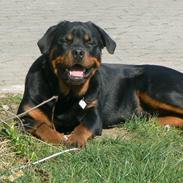 Rottweiler Walter