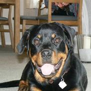 Rottweiler Walter