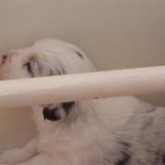 Australian shepherd pm daughter of the river