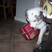 Australian shepherd pm daughter of the river