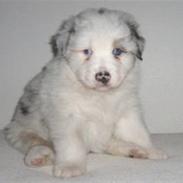 Australian shepherd pm daughter of the river
