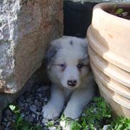 Australian shepherd pm daughter of the river
