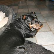 Rottweiler Kikki - R.I.P 