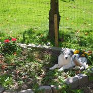 Australian shepherd pm daughter of the river