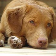 Nova scotia duck tolling retriever Diana 