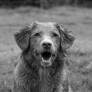 Nova scotia duck tolling retriever Diana 