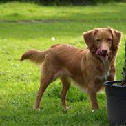Nova scotia duck tolling retriever Diana 
