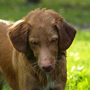 Nova scotia duck tolling retriever Diana 
