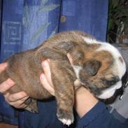 Engelsk bulldog Berta