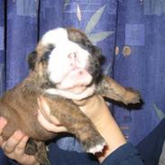 Engelsk bulldog Berta