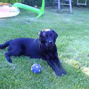 Labrador retriever Joy