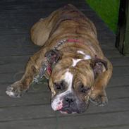 Engelsk bulldog Berta