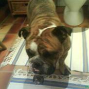 Engelsk bulldog Berta