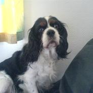 Cavalier king charles spaniel Zindy <3