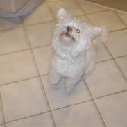 Coton de tulear bamse