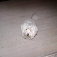 Coton de tulear bamse