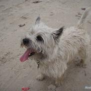 Cairn terrier Sleepy