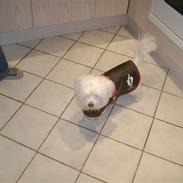 Coton de tulear bamse