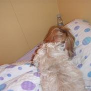 Cairn terrier Sleepy