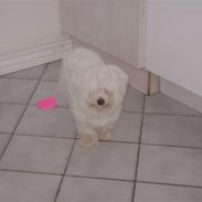 Coton de tulear bamse