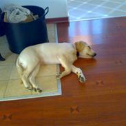 Labrador retriever Cilla