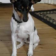 Dansk svensk gaardhund Buster