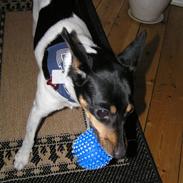 Dansk svensk gaardhund Buster