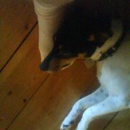 Dansk svensk gaardhund Buster