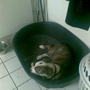 Amerikansk staffordshire terrier Bentley