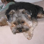 Yorkshire terrier Basso
