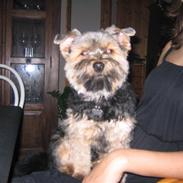 Yorkshire terrier Basso