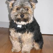 Yorkshire terrier Basso