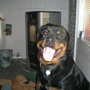 Rottweiler Bamse