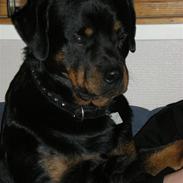 Rottweiler Bamse