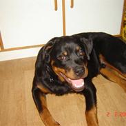 Rottweiler Bamse