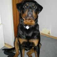 Rottweiler Bamse