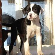 Blanding af racer panda