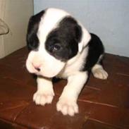 Blanding af racer panda