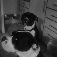 Blanding af racer panda