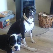 Blanding af racer panda