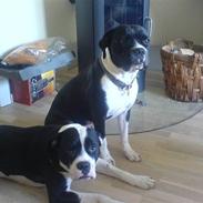 Blanding af racer panda